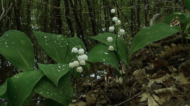 A photo of a calico cat laying on a wooden fence. It is surrounded by greenery.